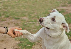 Handling Emotional Support Animals