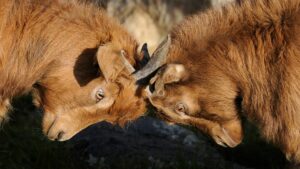 How Do I Fight My HOA in Florida?
